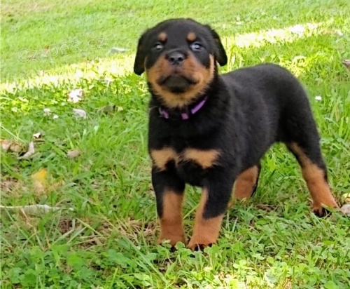 Kr�sn� �t��ata retr�vra retr�vra