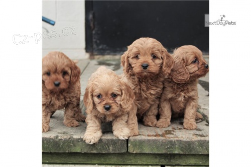 Kr�sn� �t��ata retr�vra cavapoo