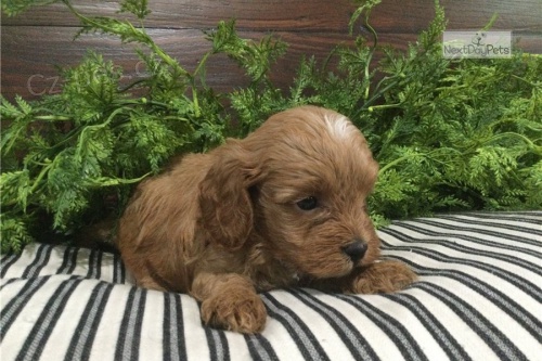 Kr�sn� �t��ata retr�vra cavapoo