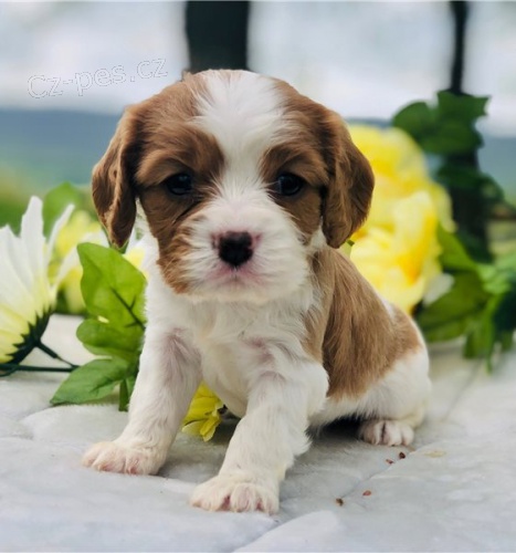 Kr�sn� �t��ata kaval�rsk�ho kr�le