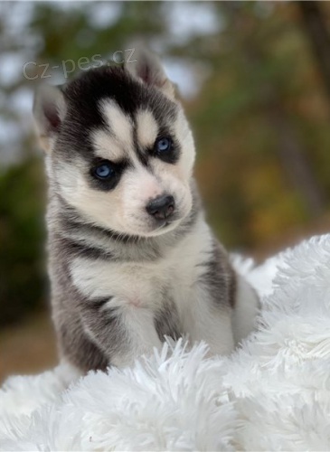 Kr�sn� �t��ata sibi�sk�ho husky retr�vra