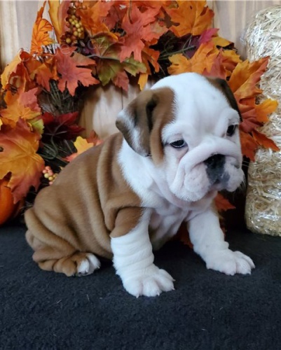 Kr�sn� �t��ata anglick�ho buldokov�ho retr�vra