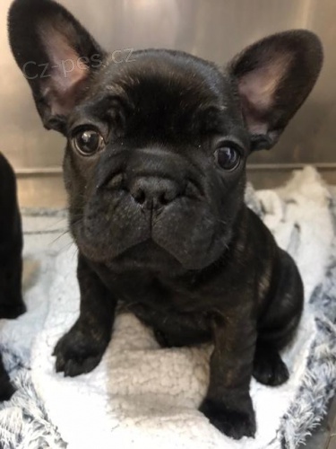 kr�sn� buldo�ky �erven� k adopci