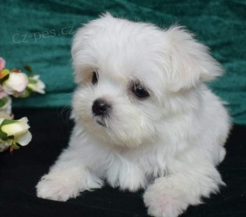 maltsk� �t��ata k adopci