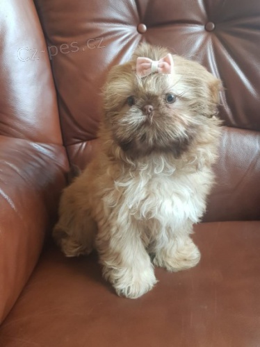 �t��ata ShihTzu
