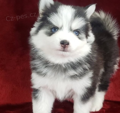 Pomsky �t��ata