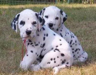 Dalmatin �t��ata k dispozici