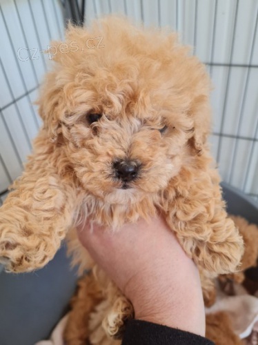 Pudl miniaturn� �t��ata