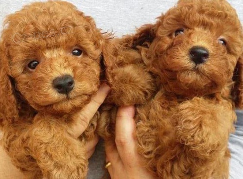 Pudl miniaturn� �t��ata