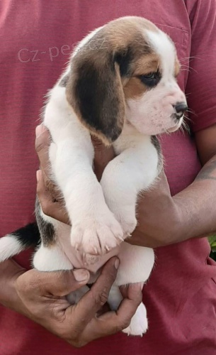 rozko�n� �t��ata beagle