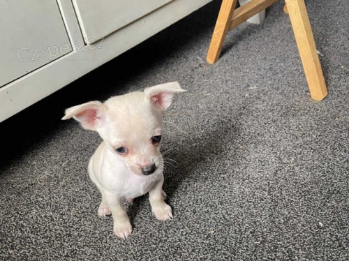 Pes �ivava �t�n� k dispozici.