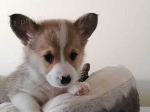 �erven� a b�l� corgis