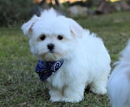 kr�sn� maltsk� �t�n� k dispozici k adopci