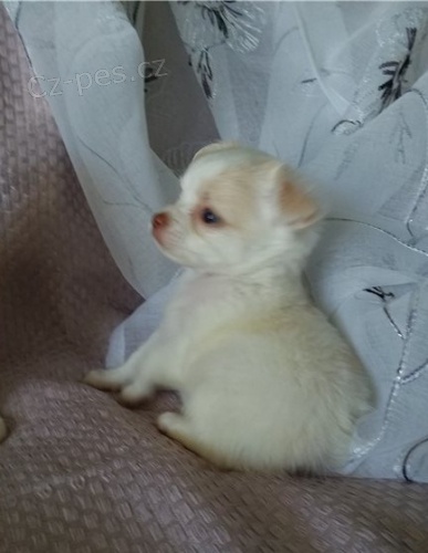 kr�sn� �ivava �t��ata �erven� k adopci