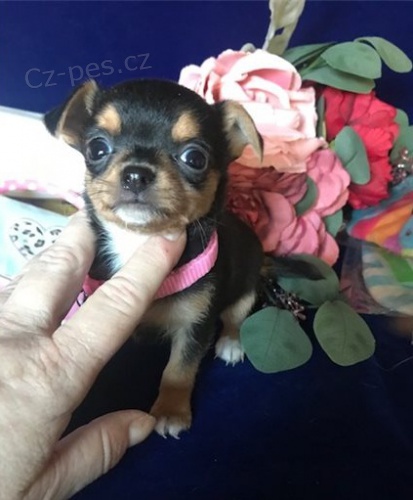 kr�sn� �ivava �t��ata �erven� k adopci