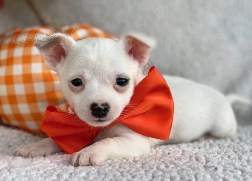 kr�sn� �ivava �t��ata �erven� k adopci