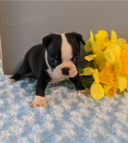 kr�sn� francouzsk� buldo�ek �t���tka zrzav� k adopci