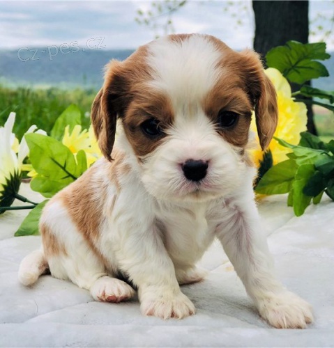 kr�sn� francouzsk� buldo�ek �t���tka zrzav� k adopci