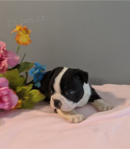 kr�sn� francouzsk� buldo�ek �t���tka zrzav� k adopci