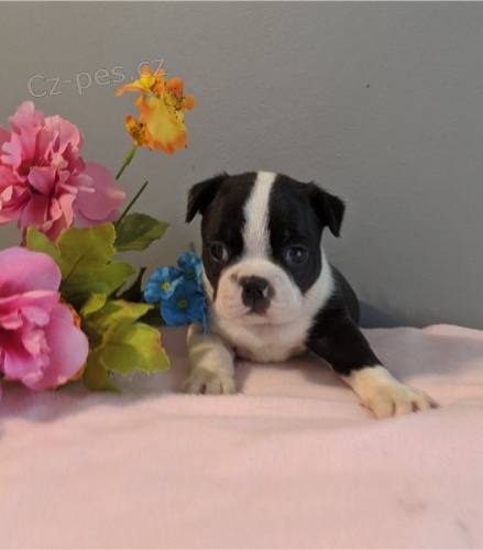 kr�sn� francouzsk� buldo�ek �t���tka zrzav� k adopci