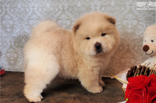 kr�sn� �au �au �t���tka �erven� k adopci