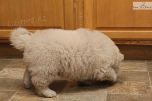 kr�sn� �au �au �t���tka �erven� k adopci