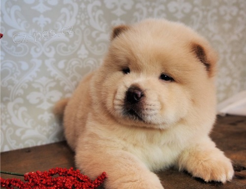 kr�sn� �au �au �t���tka �erven� k adopci