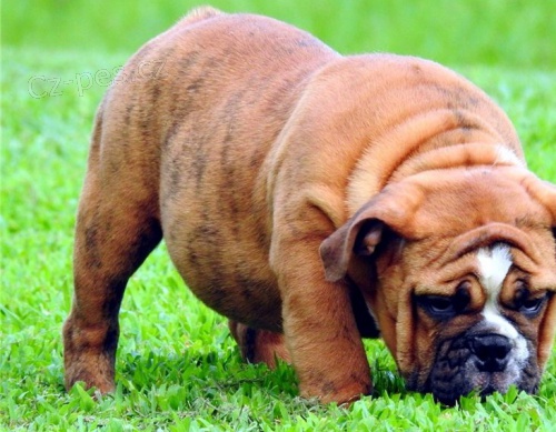 kr�sn� anglick� buldok �t��ata �erven� k adopci