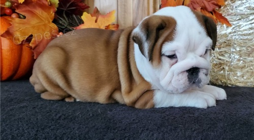 kr�sn� anglick� buldok �t��ata �erven� k adopci