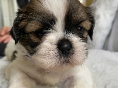 roztomil� �t��ata shih tzu