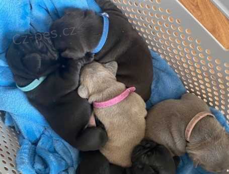 Francouz�t� buldoci k dispozici *******