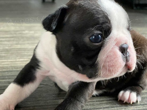 Rozko�n� �t��ata boston teri�ra