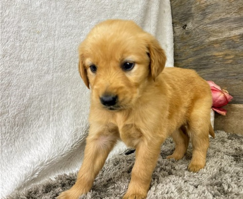 �t��ata zlat�ho retr�vra