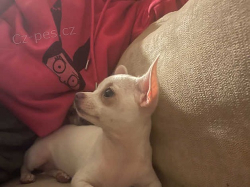 �t��ata �ivavy