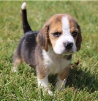 K dispozici �t��ata Beagle