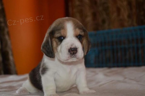 �t��ata beagle
