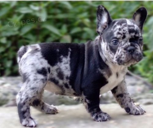 modr� s p�len�m, 12 t�dn� star�, �t��ata francouzsk�ho buldo�ka