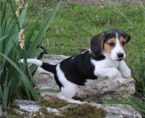 aktivn� �t��ata beagle