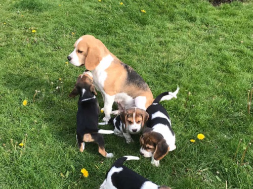 T��barevn� �t��ata Beagle (p�ipraveno) v k. V