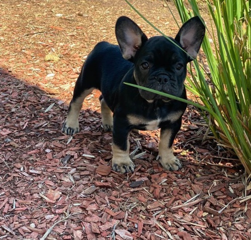 francouzsk� buldok �t��ata