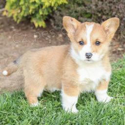 kr�sn� welsh corgi pro nov� domovy