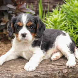 kaval�r king charles �t��ata k p�evle�en� 