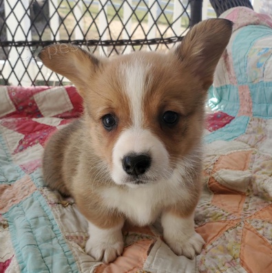 Kr�sn� �t��ata Welsh corgi na prodej