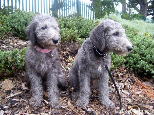 zdrav� �t���tka Bedlington k adopci