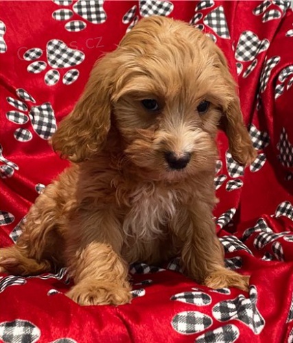 cavapoo �t��ata jsou k dispozici,  