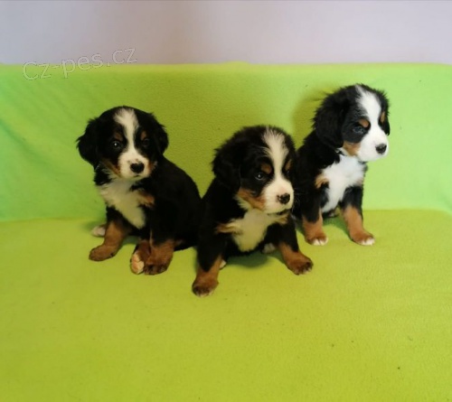 �t��ata bernsk�ho sala�nick�ho psa