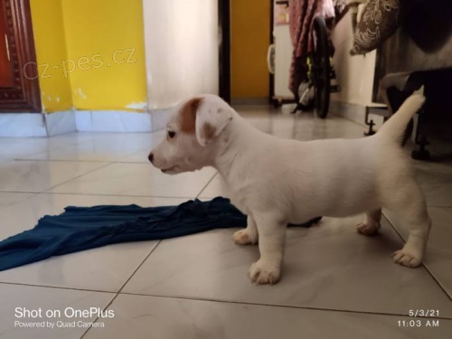 �t��ata Jack Russell teri�ra vynikaj�c� kvality