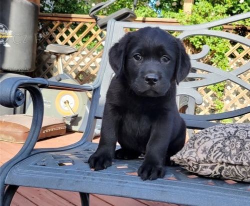 Labradorsk� retr�vr �t��ata