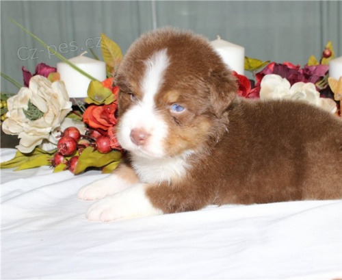 �t��ata australsk�ho ov��ka jsou k dispozici,