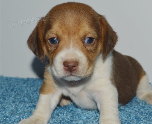 �t��ata beagle jsou k dispozici,